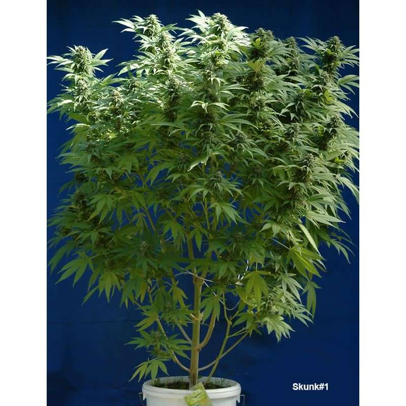 Skunk #1 Regular by Dutch Passion Seeds Skunk #1 Regular by Dutch Passion Seeds