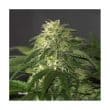 skunk-1-5