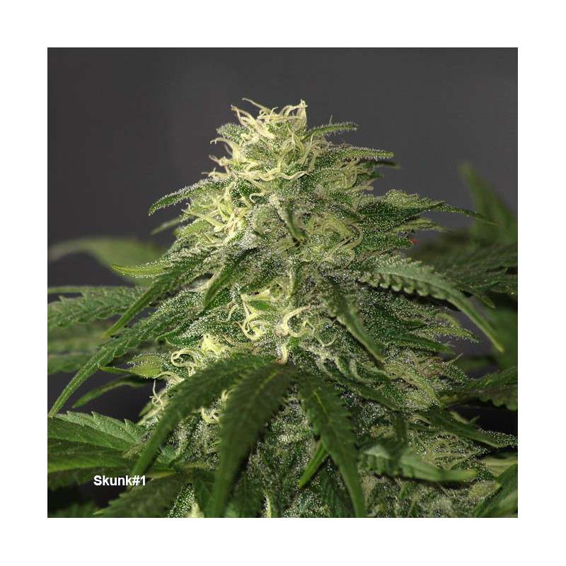 Skunk #1 Regular by Dutch Passion Seeds Skunk #1 Regular by Dutch Passion Seeds