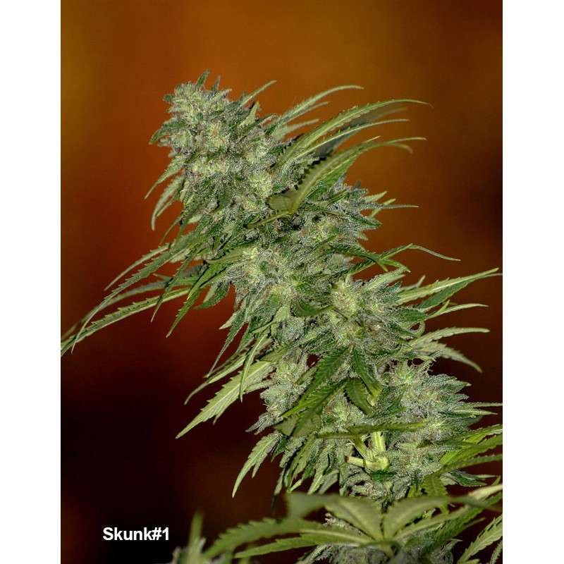Skunk #1 Regular by Dutch Passion Seeds Skunk #1 Regular by Dutch Passion Seeds