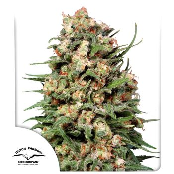 Skunk #1 Regular by Dutch Passion Seeds