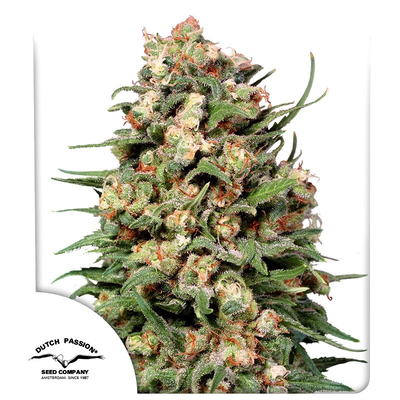 skunk-1-5