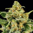 Skunk 1 Cannabis Seeds by Barneys Farm