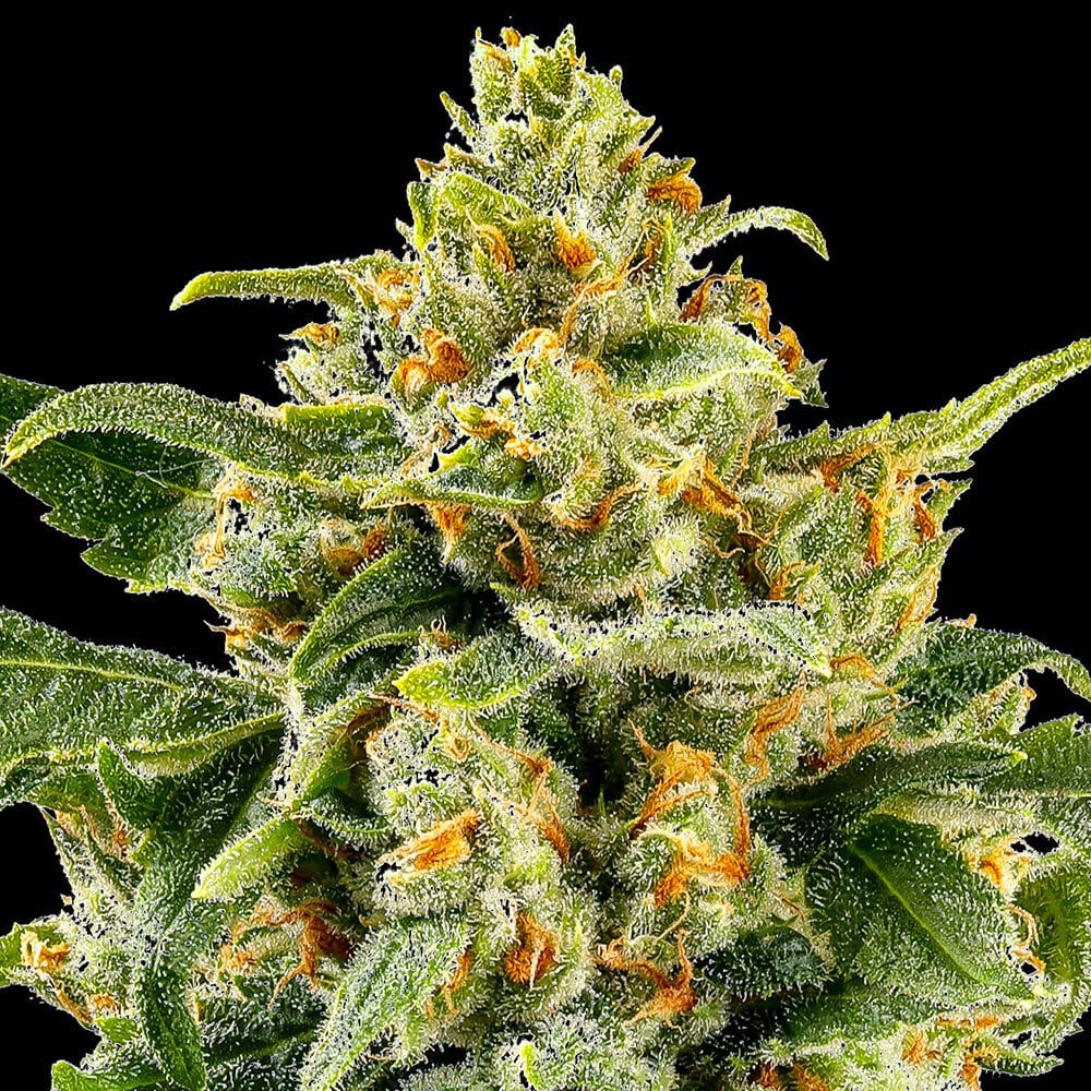 Skunk 1 Cannabis Seeds by Barneys Farm Skunk 1 Cannabis Seeds by Barneys Farm