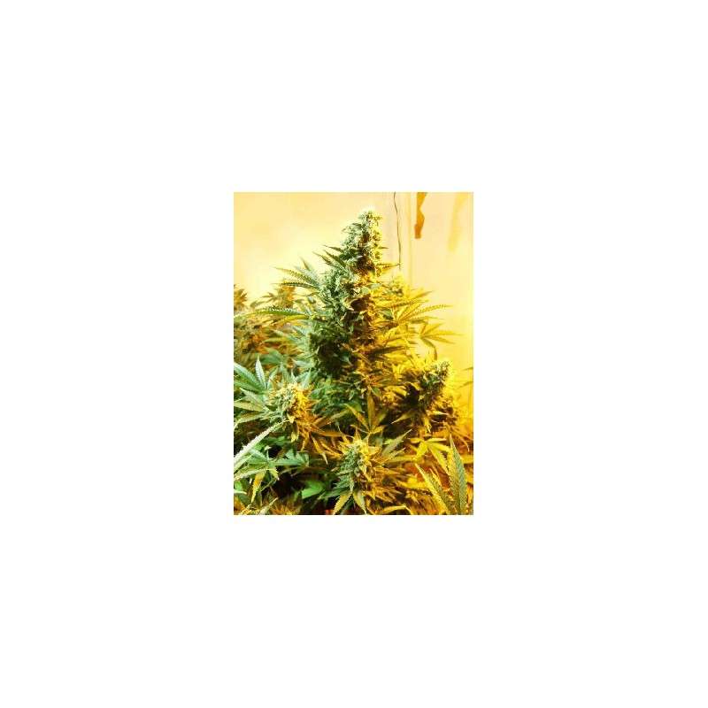 Skunk #1 Regular by Dutch Passion Seeds Skunk #1 Regular by Dutch Passion Seeds