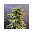 Skunk #11 Feminized Cannabis Seeds by Dutch Passion Seeds