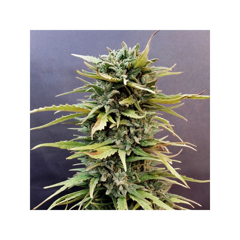 Skunk #11 Feminized by Dutch Passion Seeds Skunk #11 Feminized by Dutch Passion Seeds