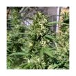 Skunk #11 Feminized Cannabis Seeds by Dutch Passion Seeds
