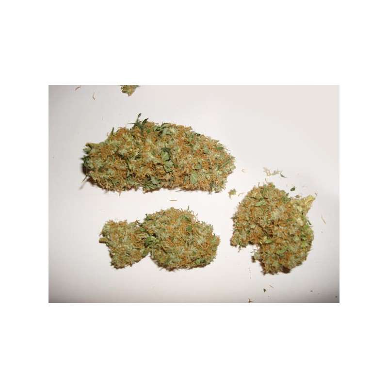 Skunk #11 Feminized by Dutch Passion Seeds Skunk #11 Feminized by Dutch Passion Seeds