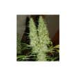 Skunk #11 Feminized Cannabis Seeds by Dutch Passion Seeds