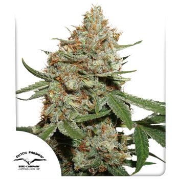 Skunk #11 Feminized Cannabis Seeds by Dutch Passion Seeds