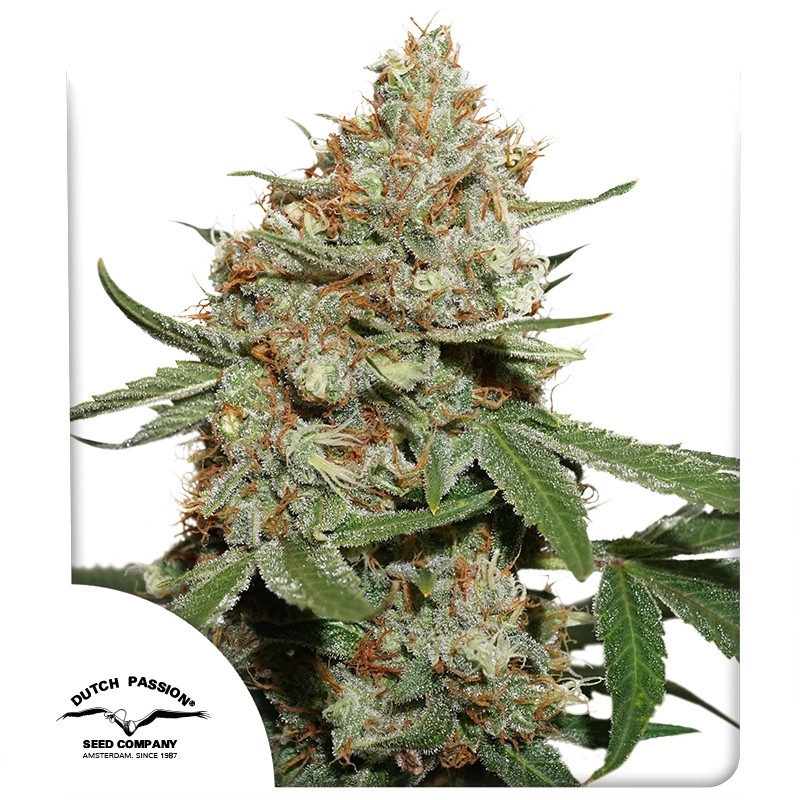 Skunk #11 Feminized Cannabis Seeds by Dutch Passion Seeds Skunk #11 Feminized Cannabis Seeds by Dutch Passion Seeds