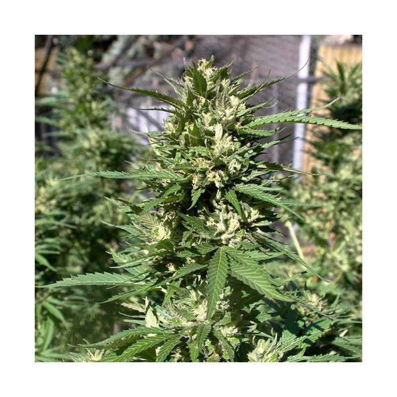 Skunk #11 Feminized by Dutch Passion Seeds Skunk #11 Feminized by Dutch Passion Seeds