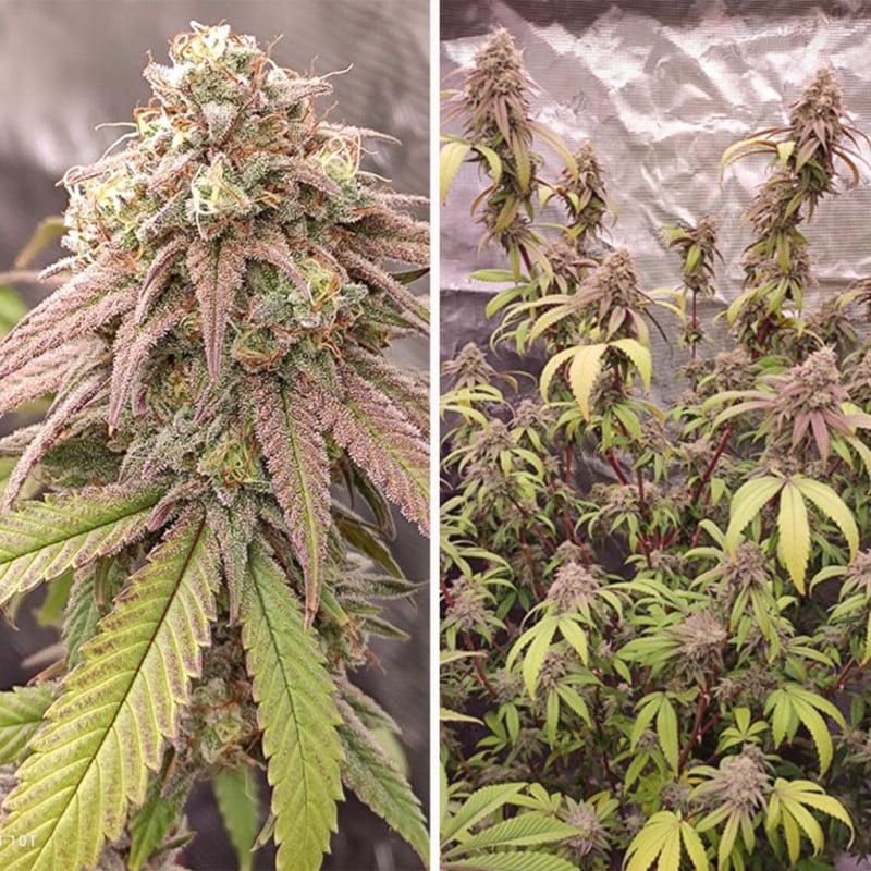 Skywalker Haze Feminized by Dutch Passion Seeds Skywalker Haze Feminized by Dutch Passion Seeds