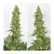 Skywalker Haze Feminized Cannabis Seeds by Dutch Passion Seeds