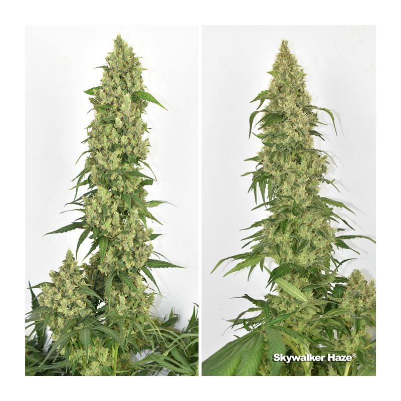 Skywalker Haze Feminized by Dutch Passion Seeds Skywalker Haze Feminized by Dutch Passion Seeds