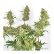 Skywalker Haze Feminized Cannabis Seeds by Dutch Passion Seeds