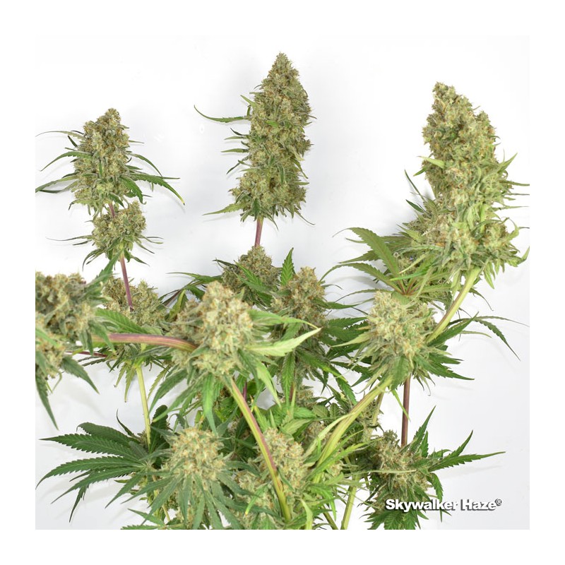 Skywalker Haze Feminized by Dutch Passion Seeds Skywalker Haze Feminized by Dutch Passion Seeds