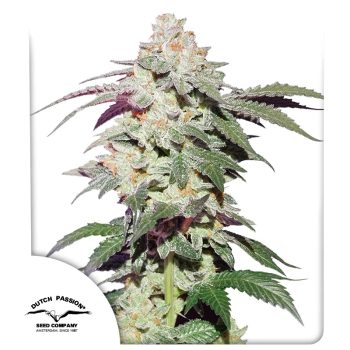 Skywalker Haze Feminized Cannabis Seeds by Dutch Passion Seeds