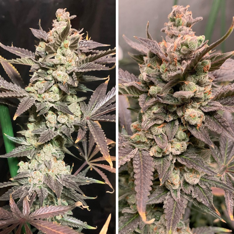 Skywalker Haze Feminized by Dutch Passion Seeds Skywalker Haze Feminized by Dutch Passion Seeds