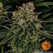 Skywalker OG Auto Cannabis Seeds by Barneys Farm