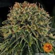 Skywalker OG Auto Cannabis Seeds by Barneys Farm
