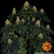Skywalker OG Auto Cannabis Seeds by Barneys Farm