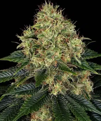 Skywalker OG Auto Cannabis Seeds by Barneys Farm