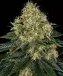 Skywalker OG Auto Cannabis Seeds by Barneys Farm