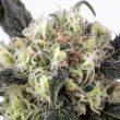 Snow Bud Feminized Cannabis Seeds by Dutch Passion Seeds