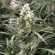 Snow Bud Feminized Cannabis Seeds by Dutch Passion Seeds