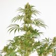 Snow Bud Feminized Cannabis Seeds by Dutch Passion Seeds
