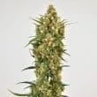 Snow Bud Feminized Cannabis Seeds by Dutch Passion Seeds
