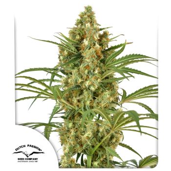 Snow Bud Feminized by Dutch Passion Seeds