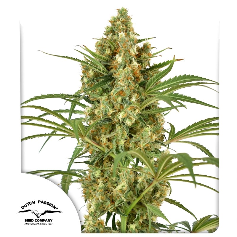 snow-bud-4