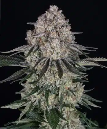 Sour Diesel Auto Cannabis Seeds by Barneys Farm