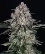 Sour Diesel Auto Cannabis Seeds by Barneys Farm