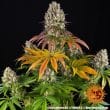 Sour Diesel Feminized Cannabis Seeds by Barneys Farm
