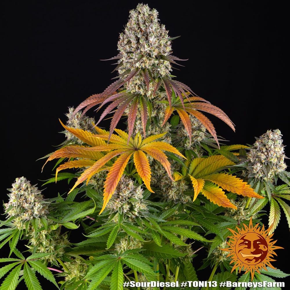 Sour Diesel Feminized Cannabis Seeds by Barneys Farm Sour Diesel Feminized Cannabis Seeds by Barneys Farm