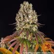 Sour Diesel Feminized Cannabis Seeds by Barneys Farm