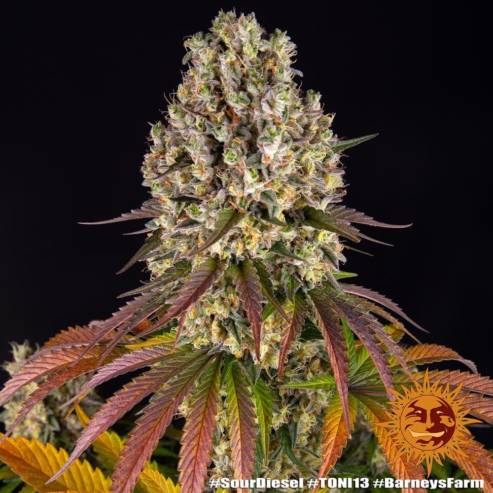 Sour Diesel Feminized Cannabis Seeds by Barneys Farm Sour Diesel Feminized Cannabis Seeds by Barneys Farm