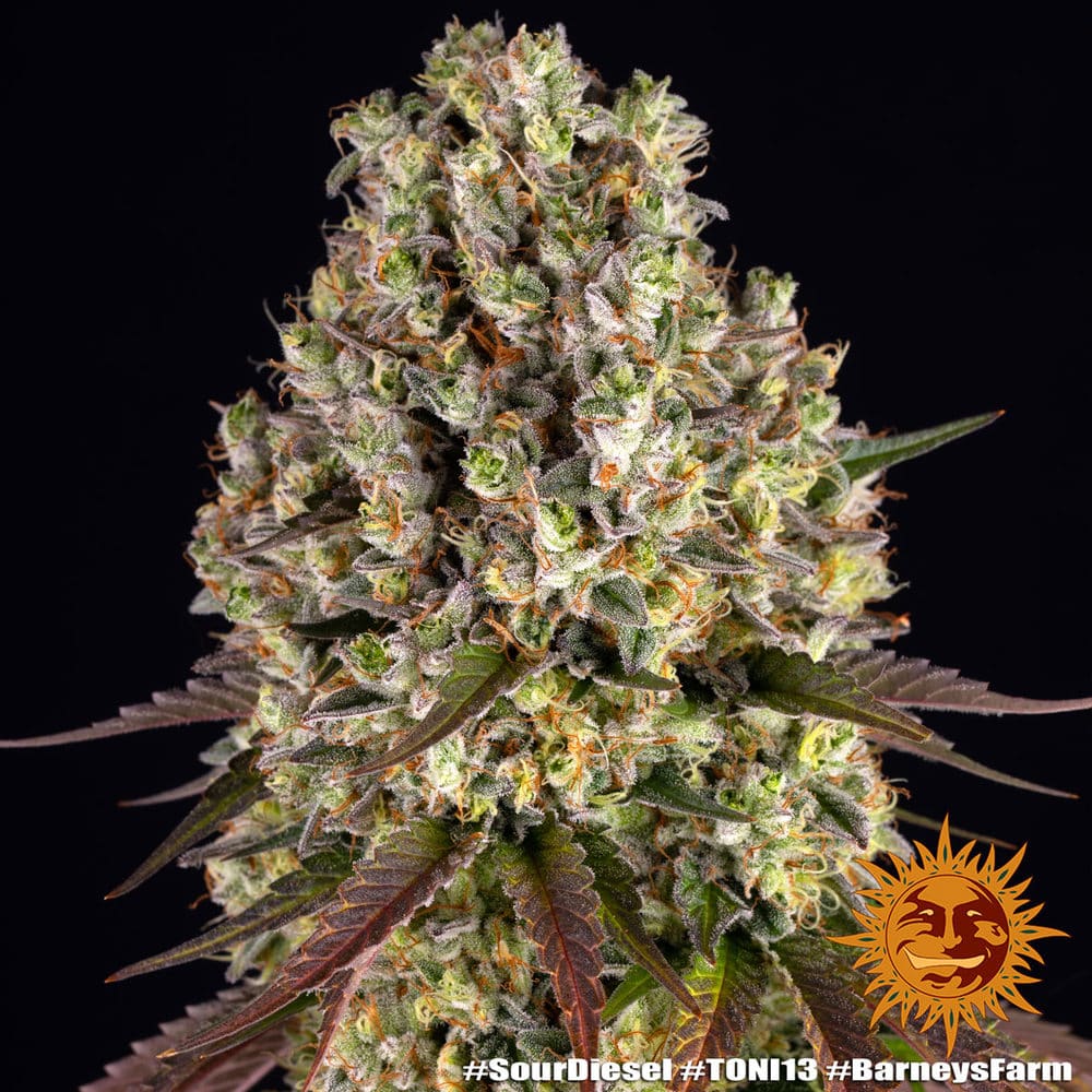 Sour Diesel Feminized Cannabis Seeds by Barneys Farm Sour Diesel Feminized Cannabis Seeds by Barneys Farm