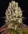 Sour Diesel Feminized Cannabis Seeds by Barneys Farm