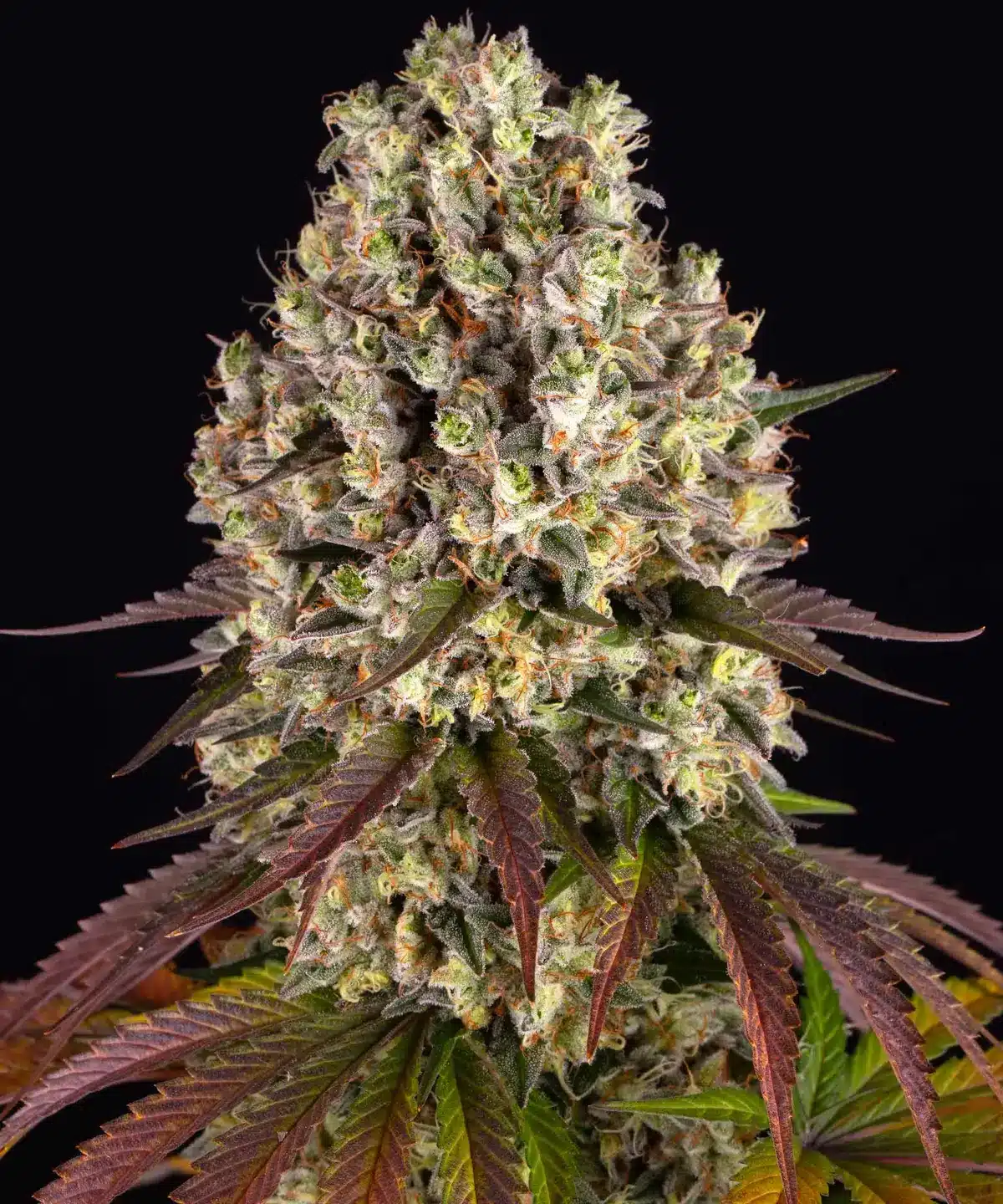 Sour Diesel Feminized Cannabis Seeds by Barneys Farm Sour Diesel Feminized Cannabis Seeds by Barneys Farm