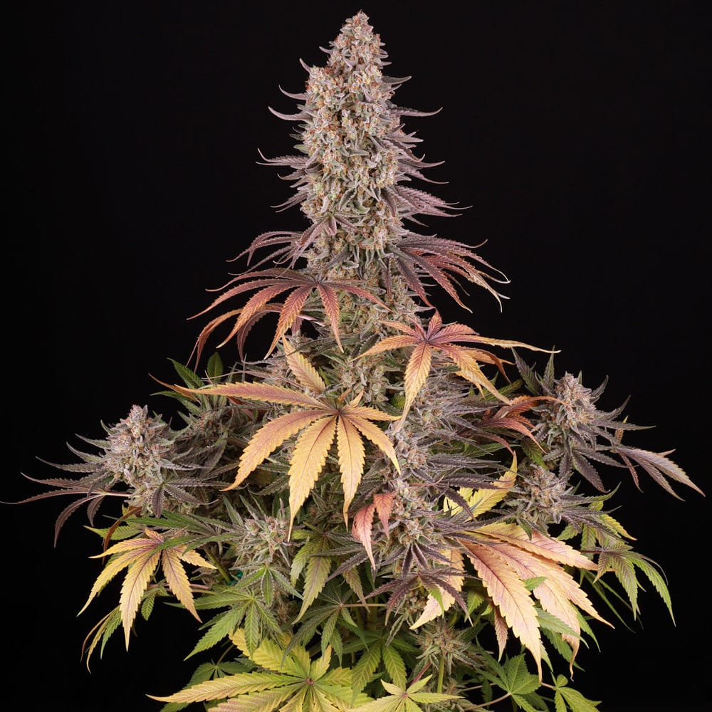 Sour Strawberry Feminized Cannabis Seeds by Barneys Farm Sour Strawberry Feminized Cannabis Seeds by Barneys Farm