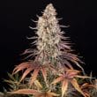 Sour Strawberry Feminized Cannabis Seeds by Barneys Farm
