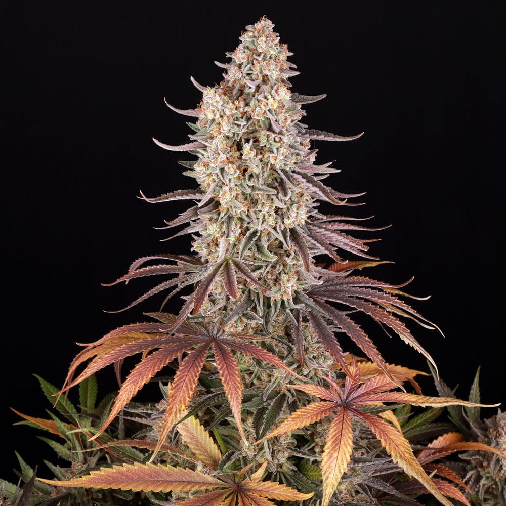Sour Strawberry Feminized Cannabis Seeds by Barneys Farm Sour Strawberry Feminized Cannabis Seeds by Barneys Farm