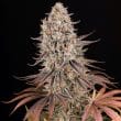 Sour Strawberry Feminized Cannabis Seeds by Barneys Farm