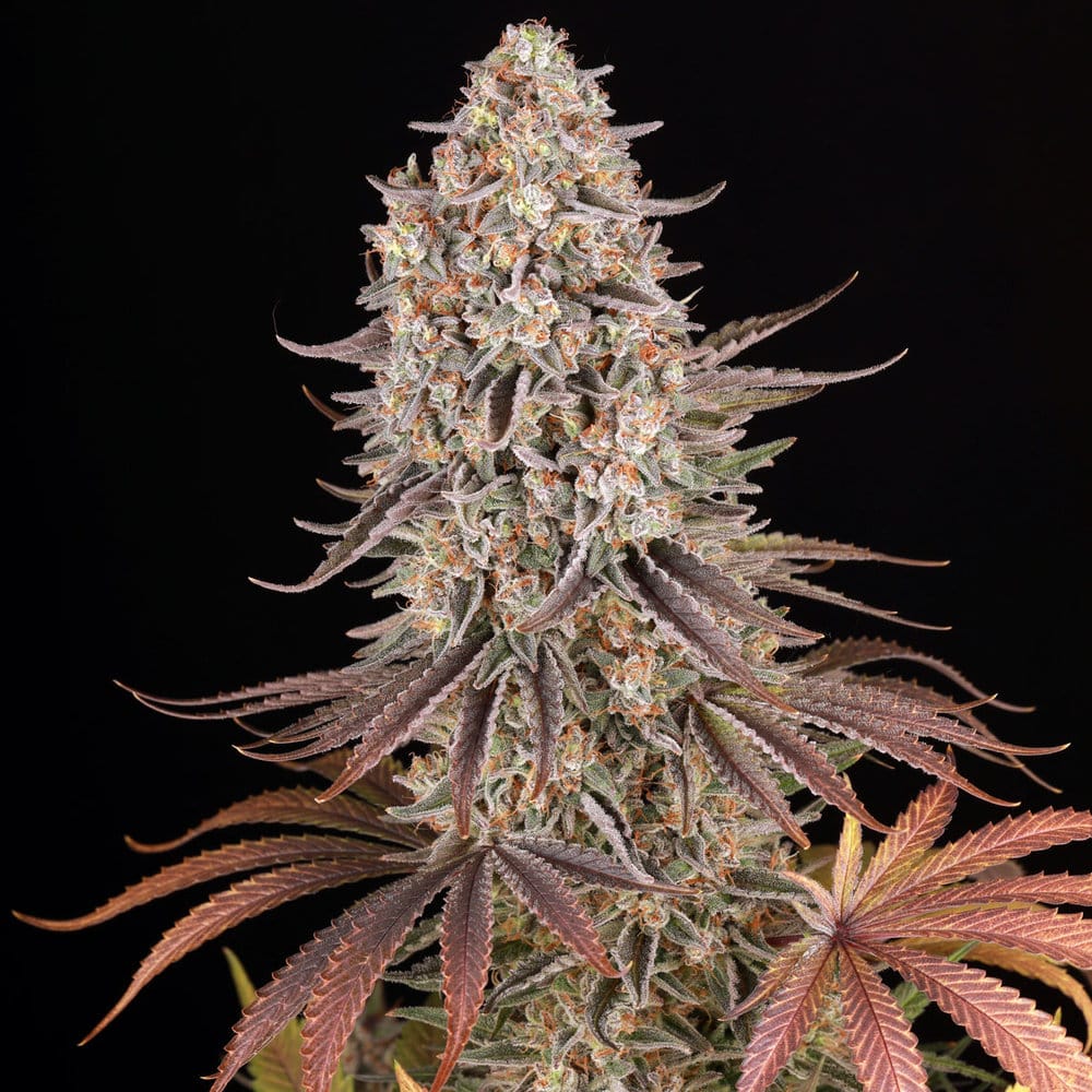 Sour Strawberry Feminized Cannabis Seeds by Barneys Farm Sour Strawberry Feminized Cannabis Seeds by Barneys Farm