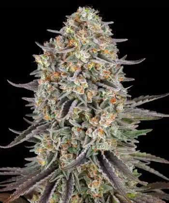 Sour Strawberry Feminized Cannabis Seeds by Barneys Farm
